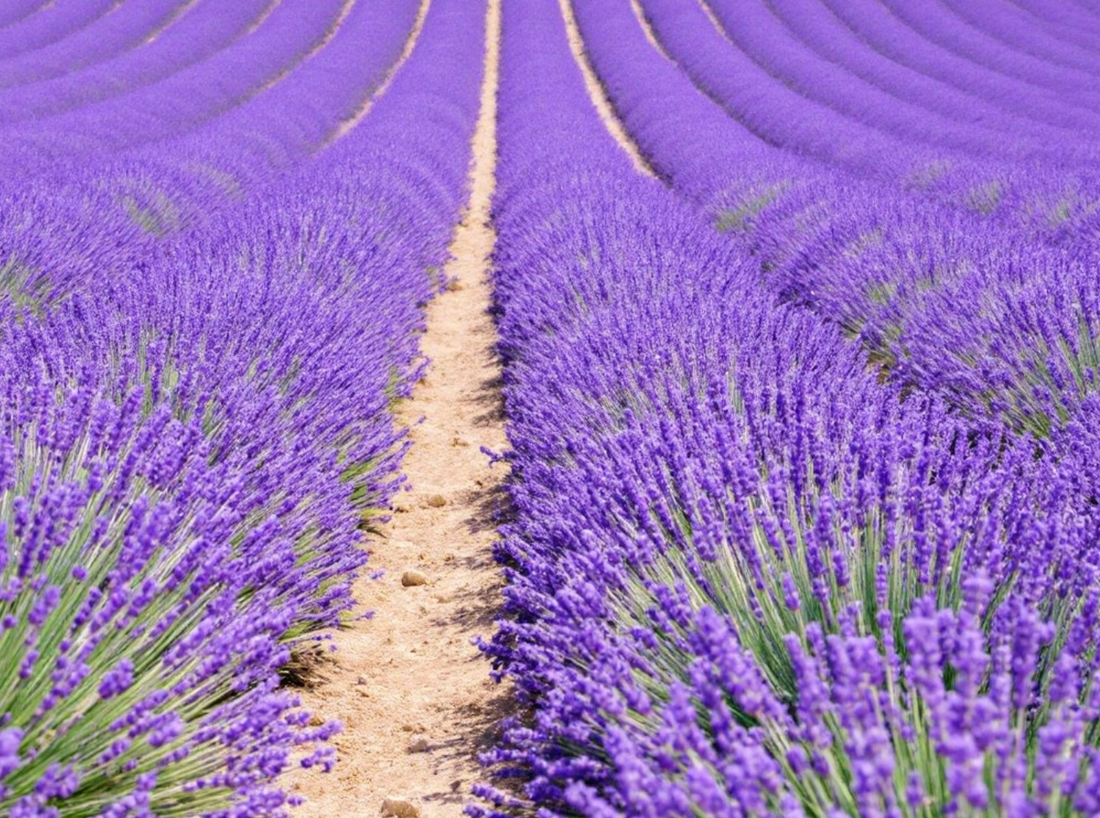 Lavendel i duftlys og parfyme