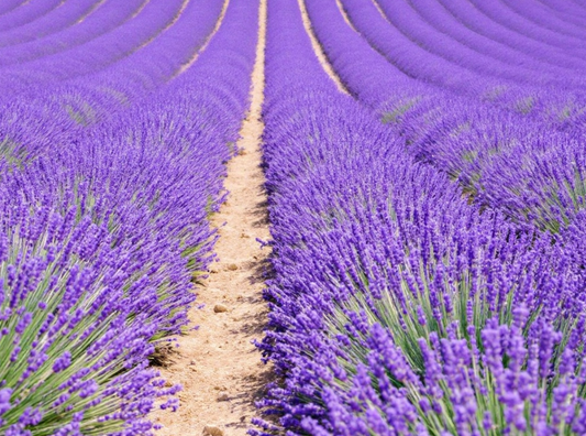Lavendel i duftlys og parfyme